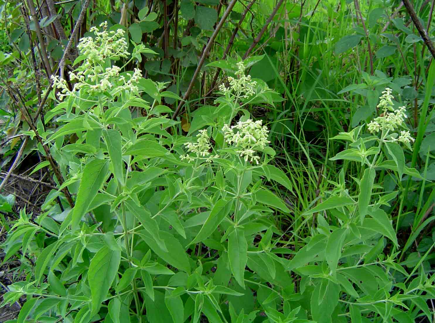 Hoslundia opposita Hoslundia opposita