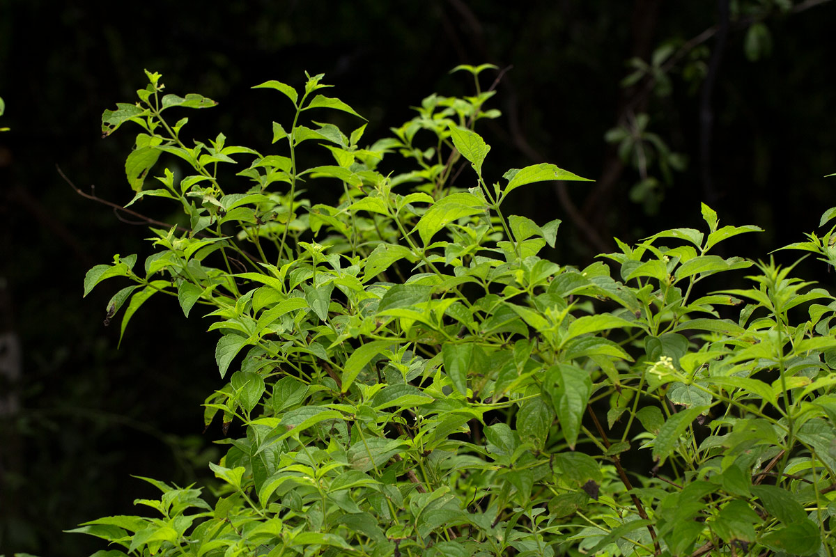 Hoslundia opposita Hoslundia opposita