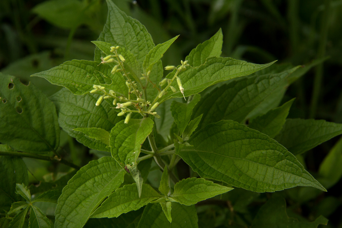 Hoslundia opposita Hoslundia opposita