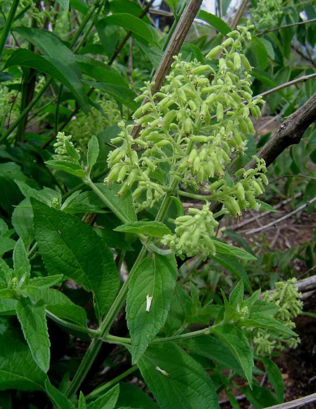 Hoslundia opposita Hoslundia opposita