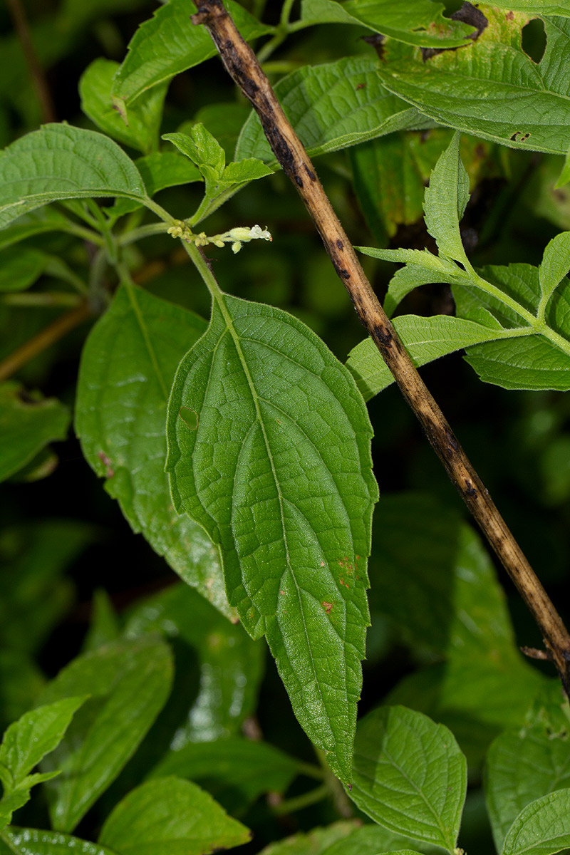 Hoslundia opposita Hoslundia opposita