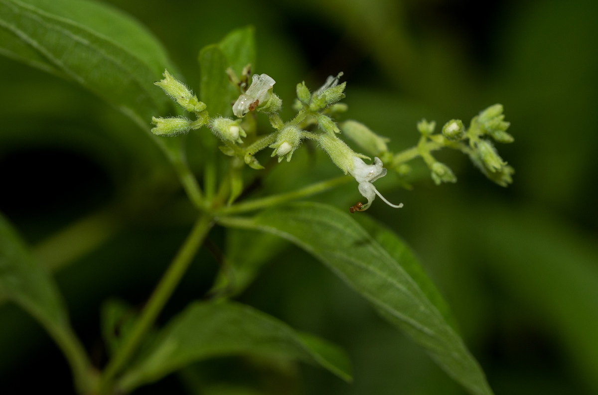 Hoslundia opposita Hoslundia opposita