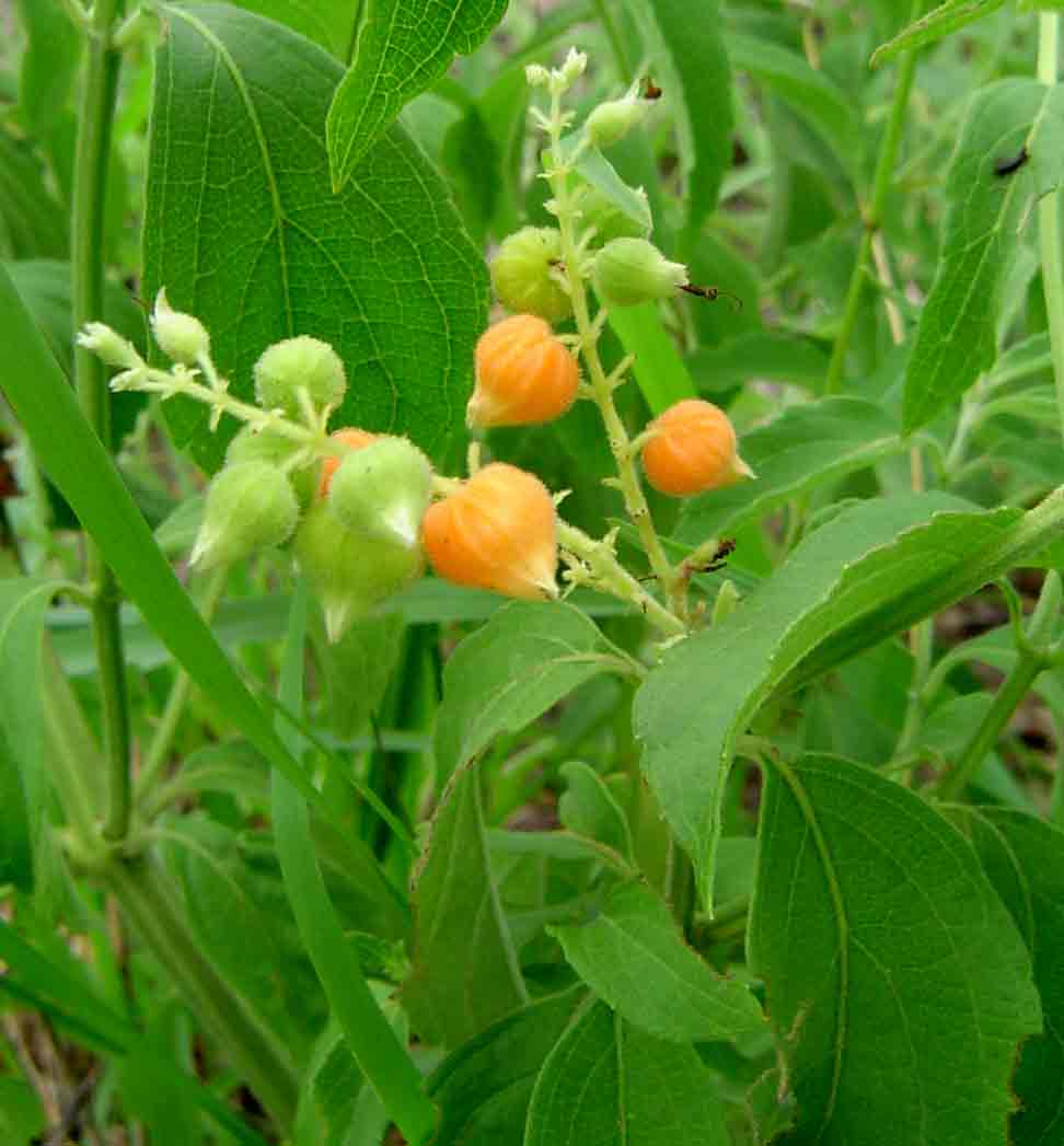 Hoslundia opposita Hoslundia opposita