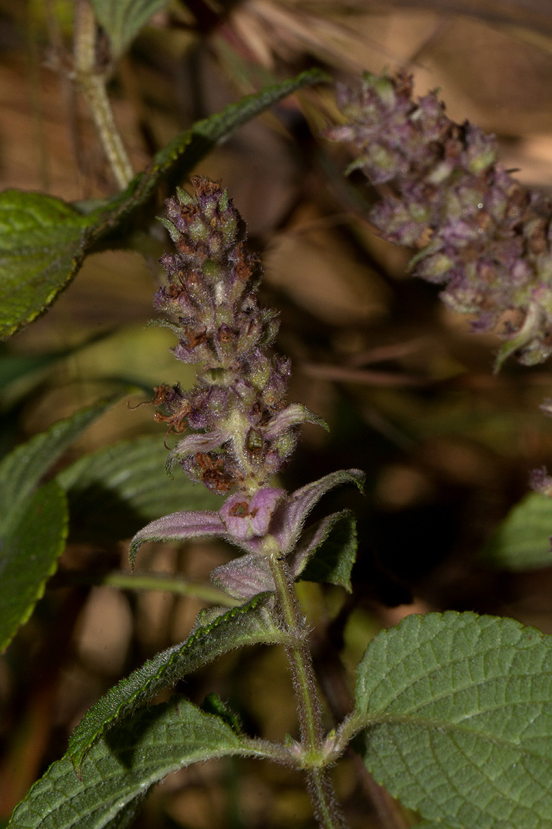 Platostoma rotundifolium Platostoma rotundifolium
