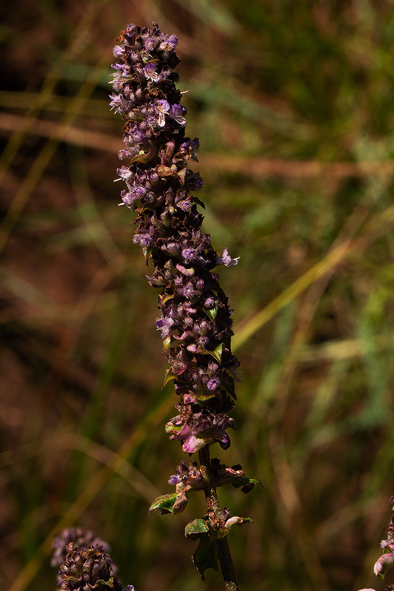 Platostoma rotundifolium Platostoma rotundifolium