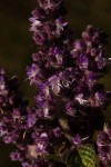 Platostoma rotundifolium
