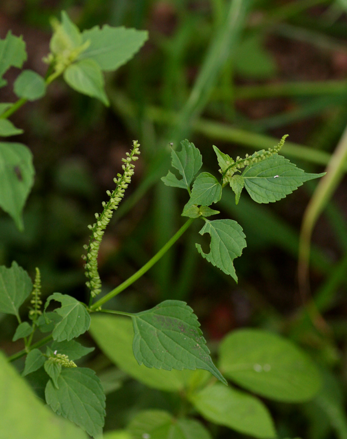 Basilicum polystachyon Basilicum polystachyon