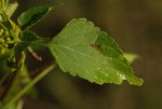 Basilicum polystachyon