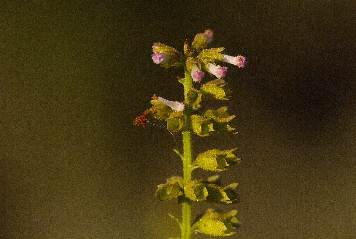 Basilicum polystachyon