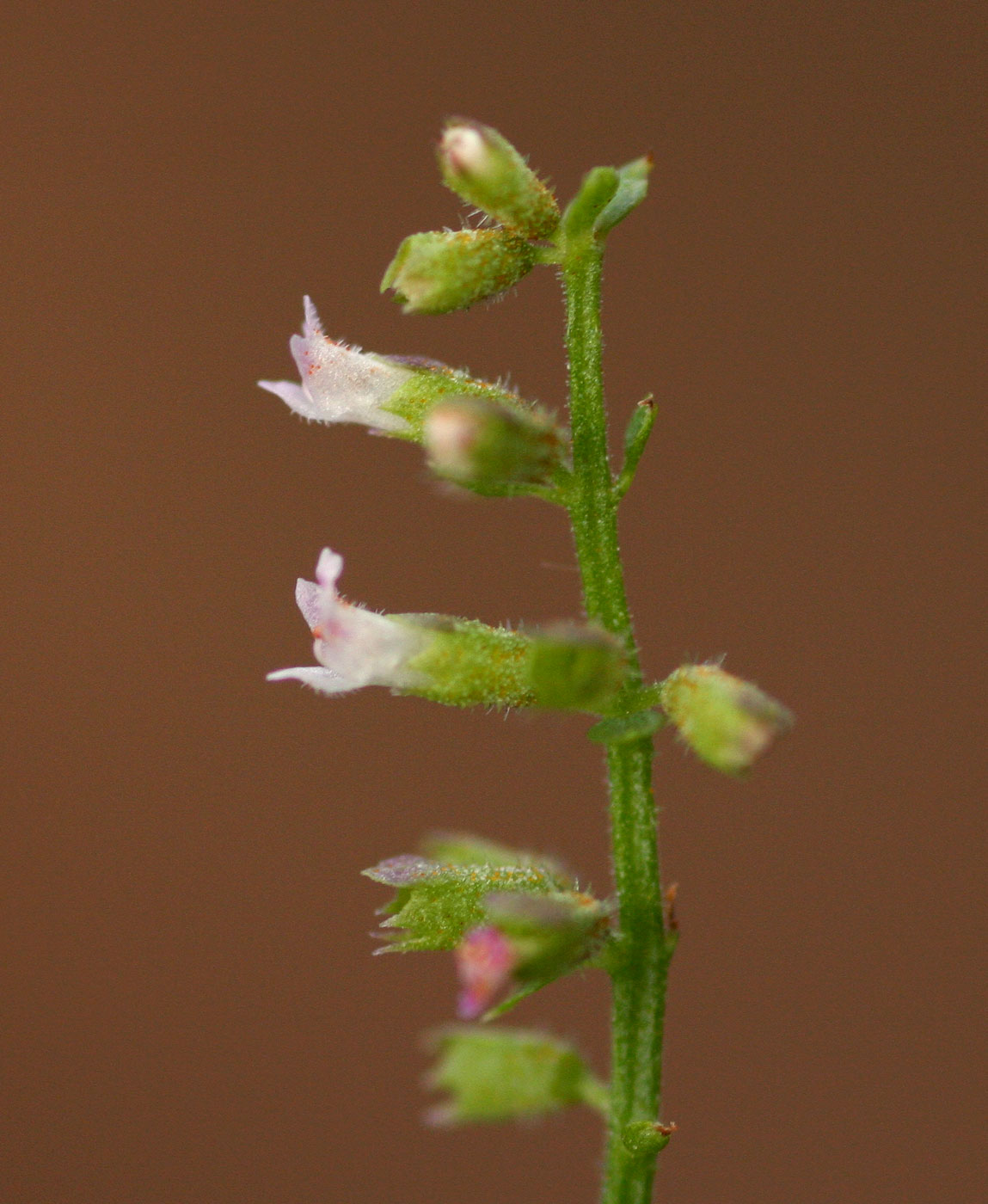 Basilicum polystachyon Basilicum polystachyon