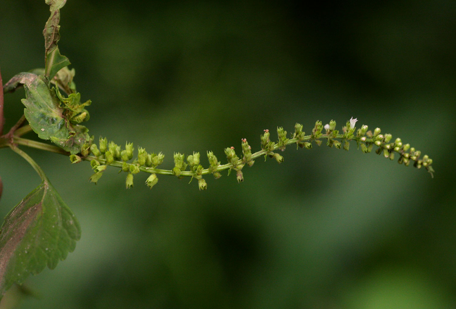 Basilicum polystachyon Basilicum polystachyon