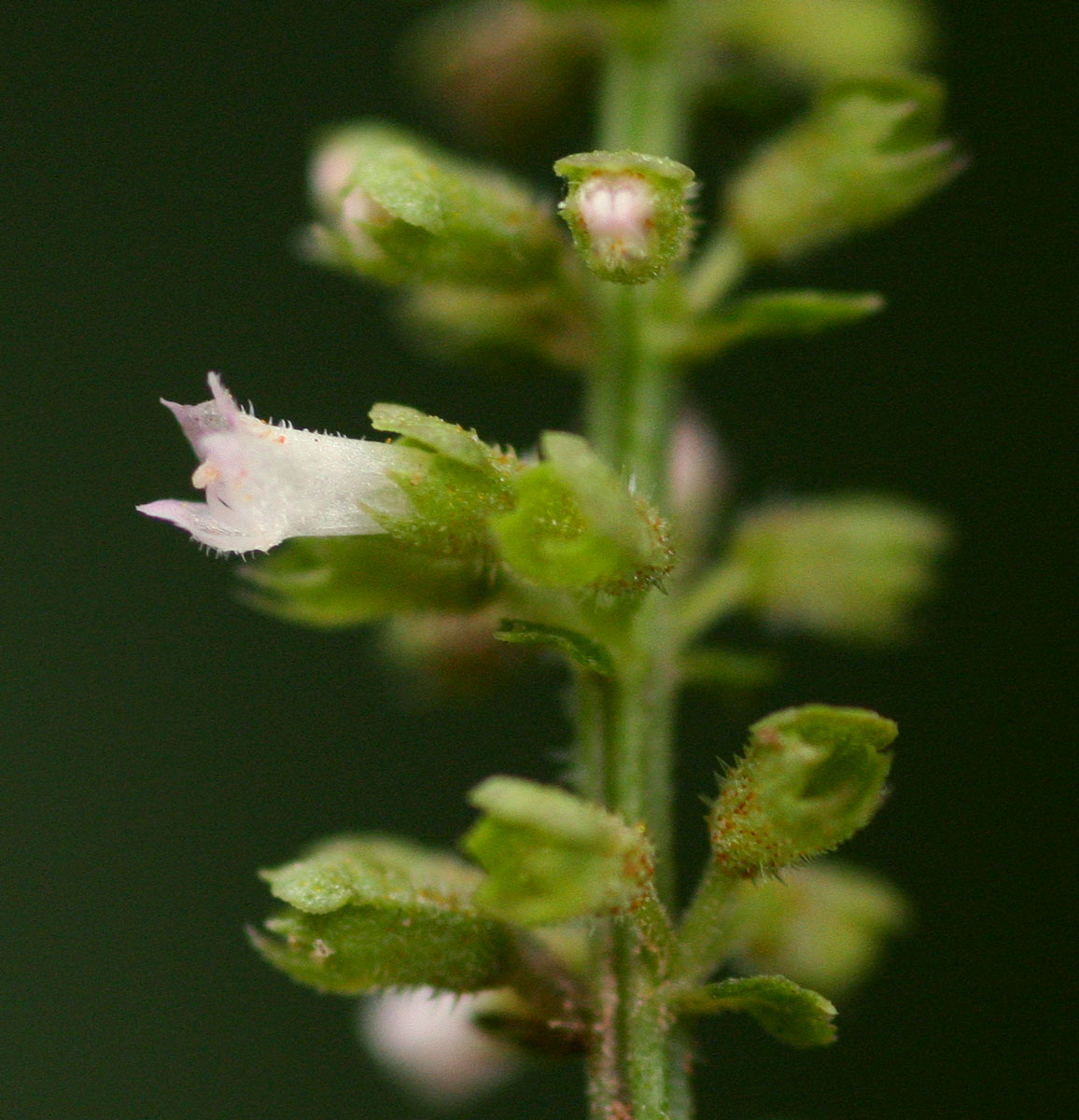 Basilicum polystachyon Basilicum polystachyon