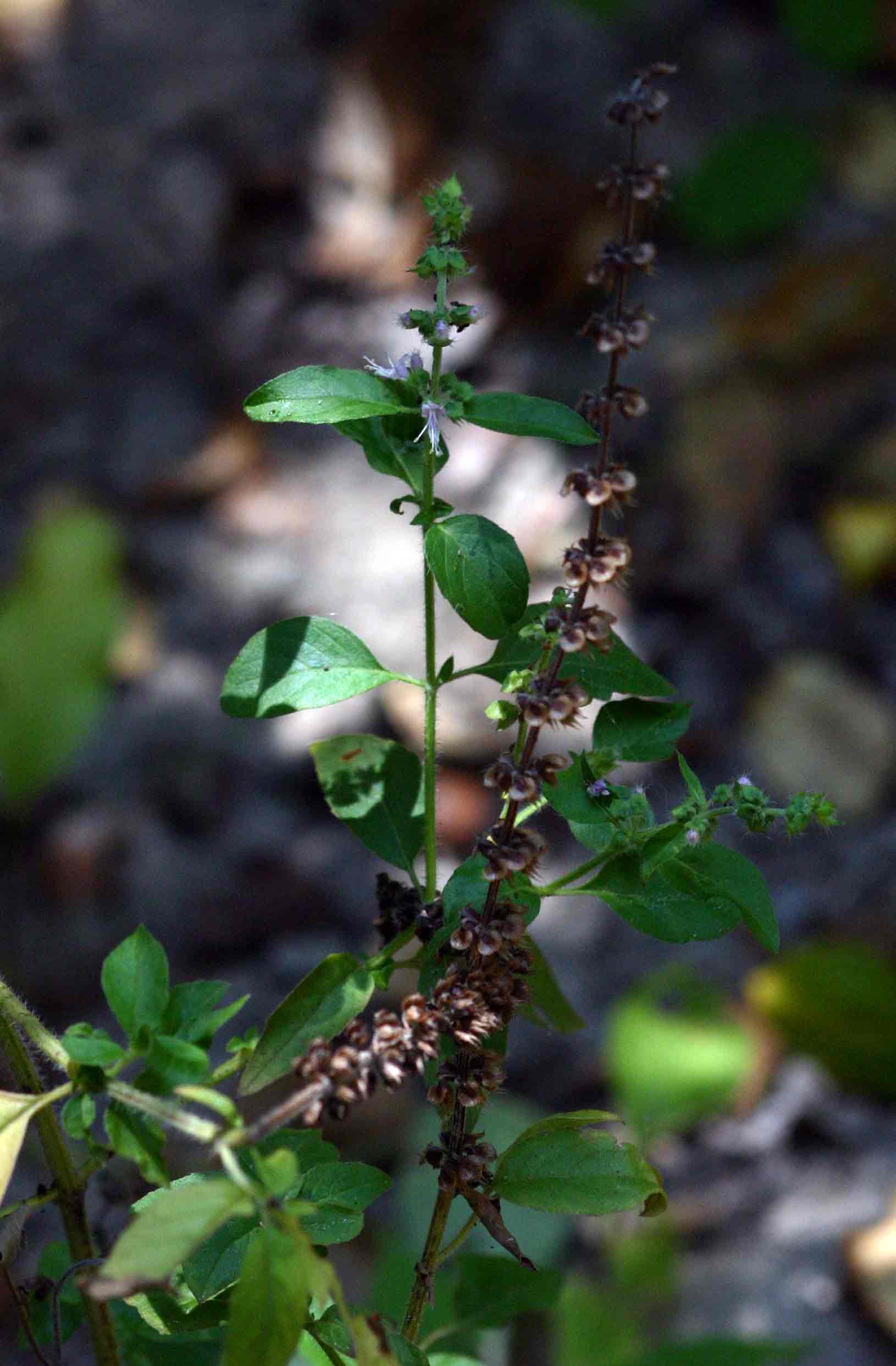 Ocimum americanum / africanum Ocimum americanum / africanum