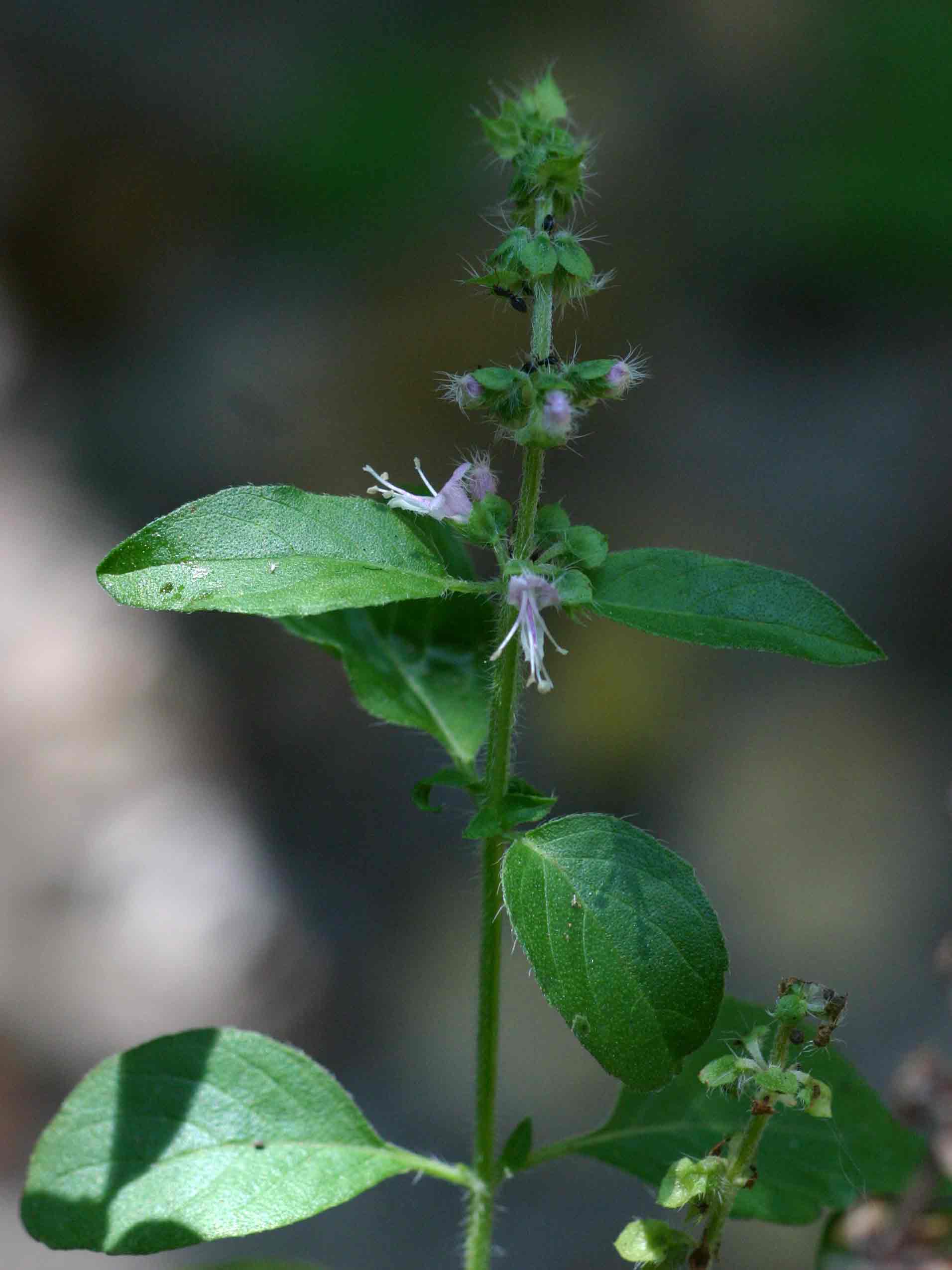Ocimum americanum / africanum Ocimum americanum / africanum