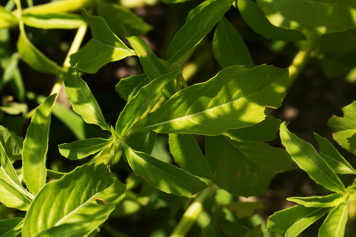 Ocimum americanum Ocimum americanum