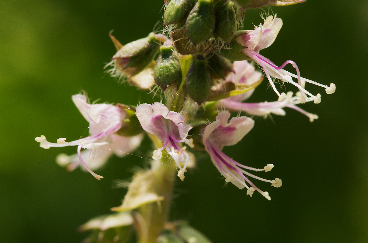 Ocimum americanum Ocimum americanum