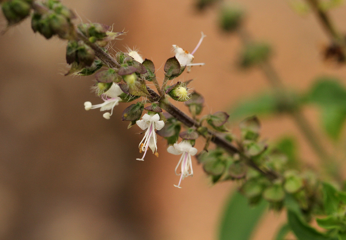 Ocimum americanum Ocimum americanum