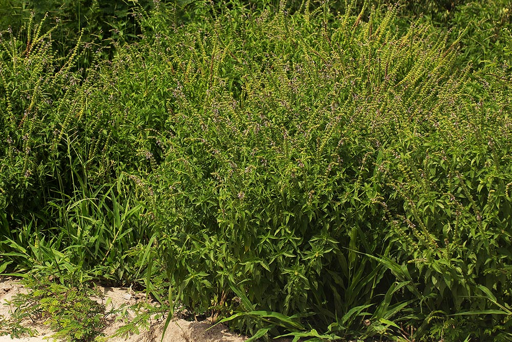 Ocimum americanum Ocimum americanum
