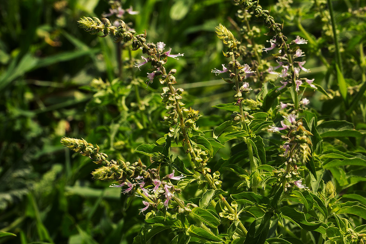 Ocimum americanum Ocimum americanum