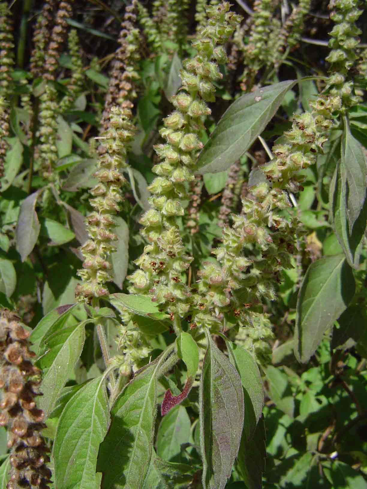 Ocimum gratissimum subsp. gratissimum var. gratissimum Ocimum gratissimum subsp. gratissimum var. gratissimum