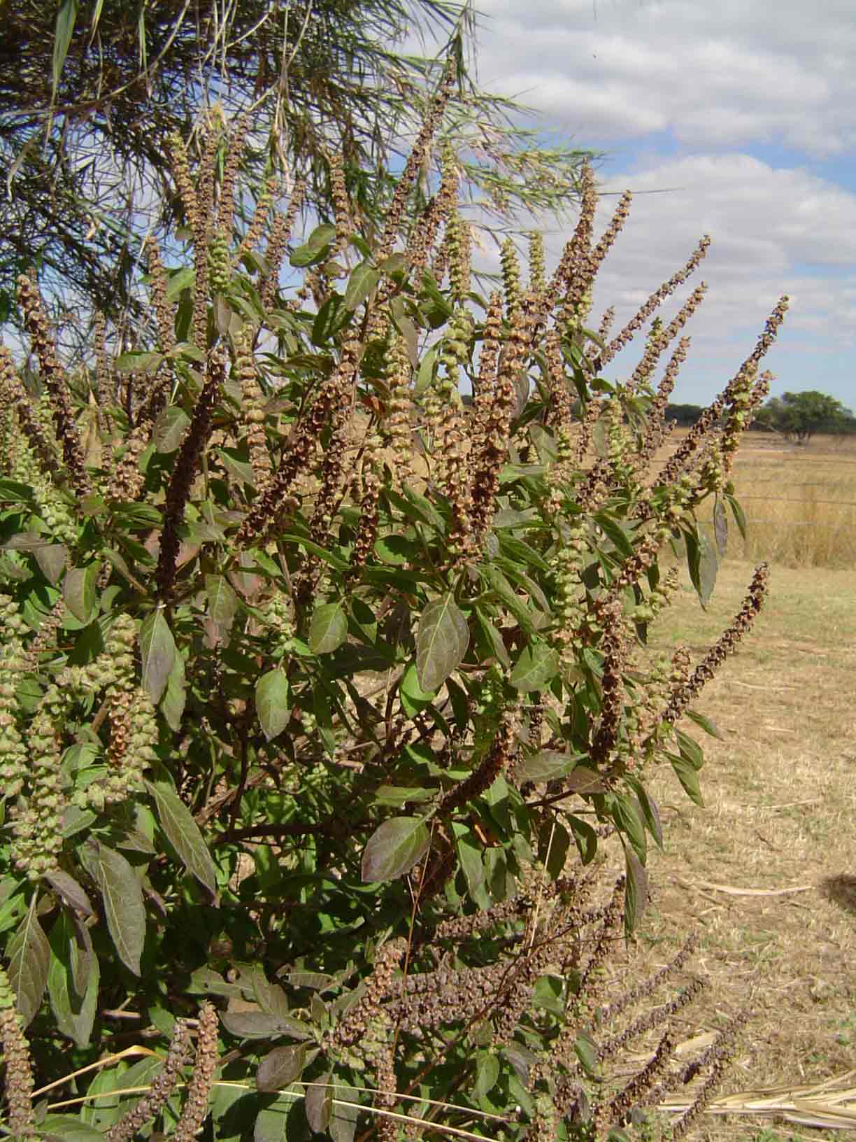 Ocimum gratissimum subsp. gratissimum var. gratissimum Ocimum gratissimum subsp. gratissimum var. gratissimum