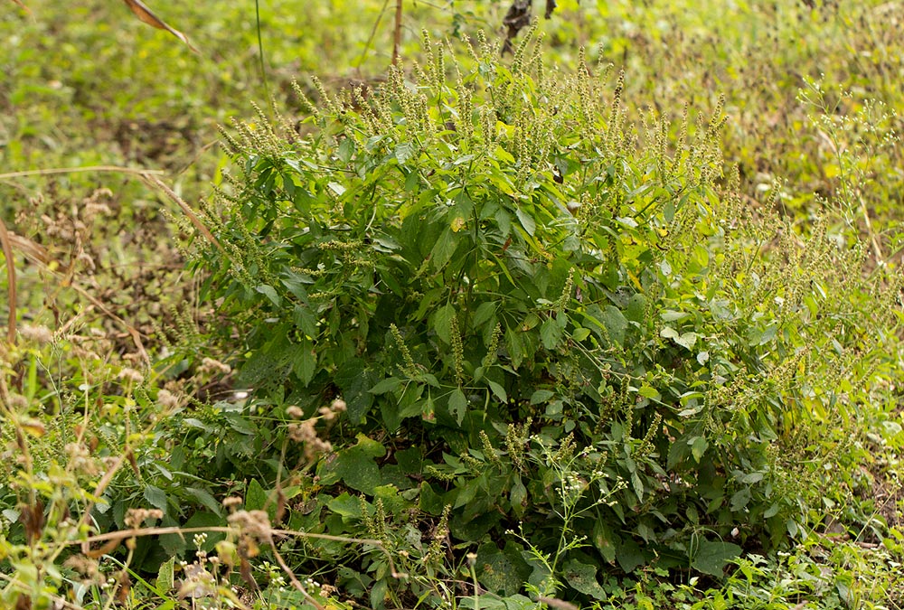 Ocimum gratissimum subsp. gratissimum var. gratissimum Ocimum gratissimum subsp. gratissimum var. gratissimum