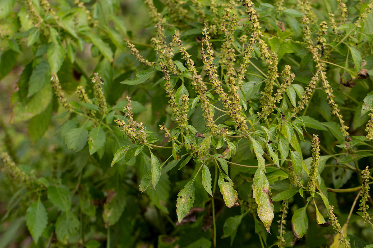 Ocimum gratissimum subsp. gratissimum var. gratissimum Ocimum gratissimum subsp. gratissimum var. gratissimum