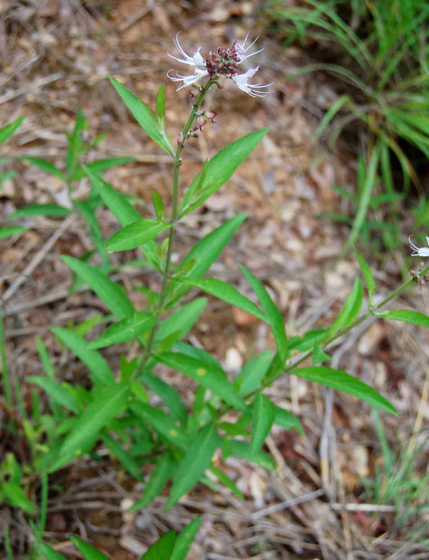 Ocimum obovatum subsp. obovatum var. obovatum Ocimum obovatum subsp. obovatum var. obovatum