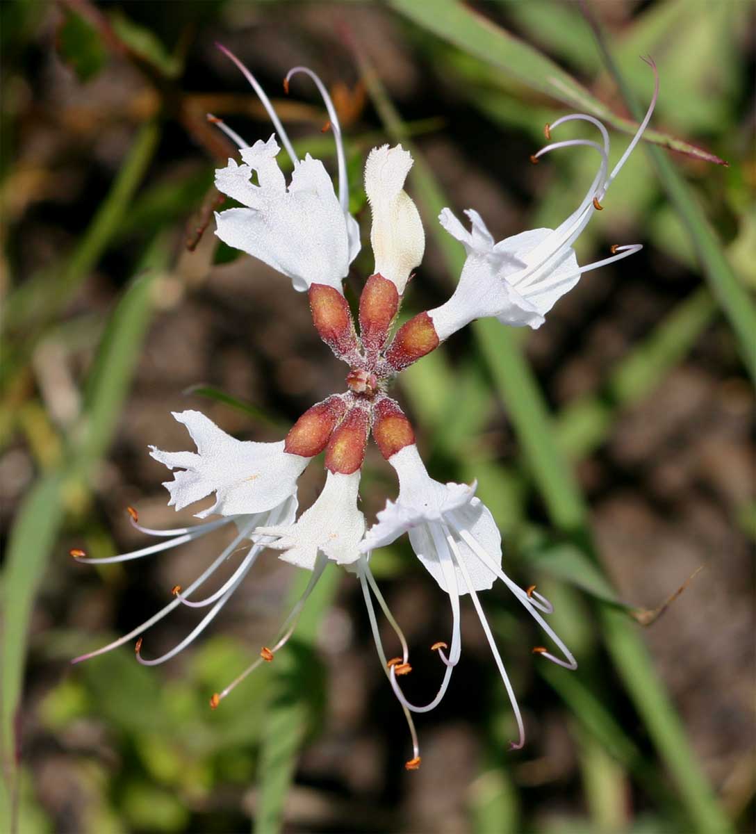 Ocimum obovatum subsp. obovatum var. obovatum Ocimum obovatum subsp. obovatum var. obovatum