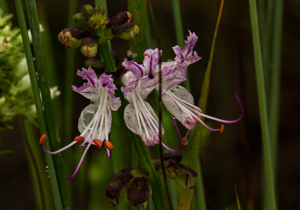 Ocimum obovatum subsp. obovatum var. obovatum Ocimum obovatum subsp. obovatum var. obovatum