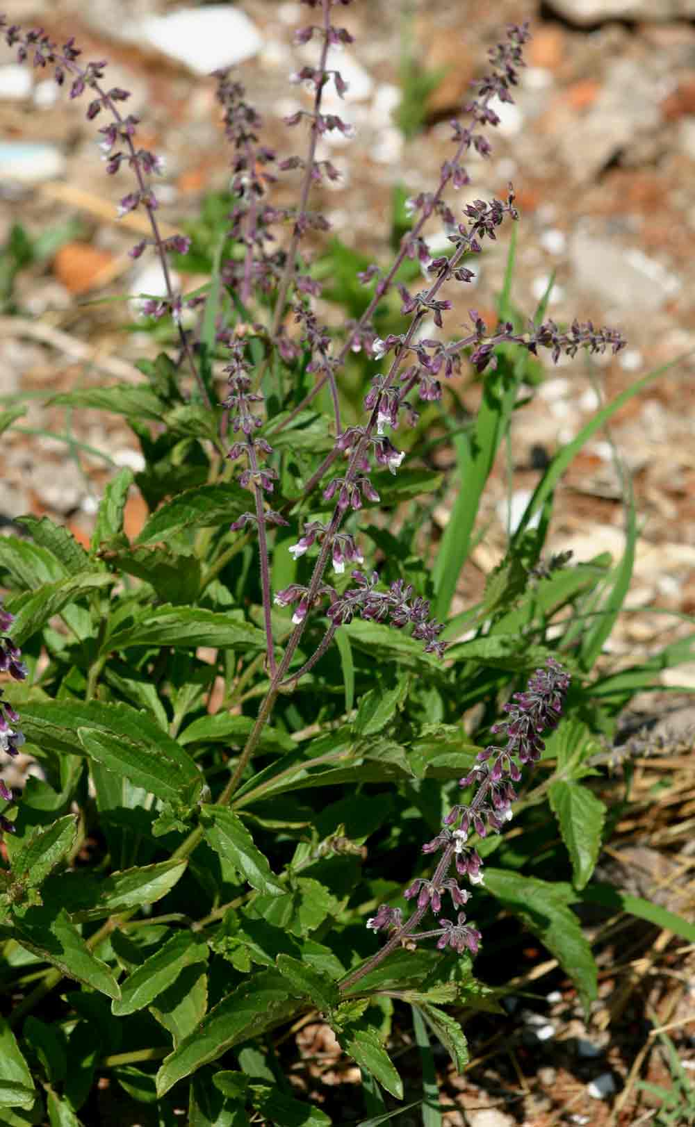 Orthosiphon schimperi Orthosiphon schimperi
