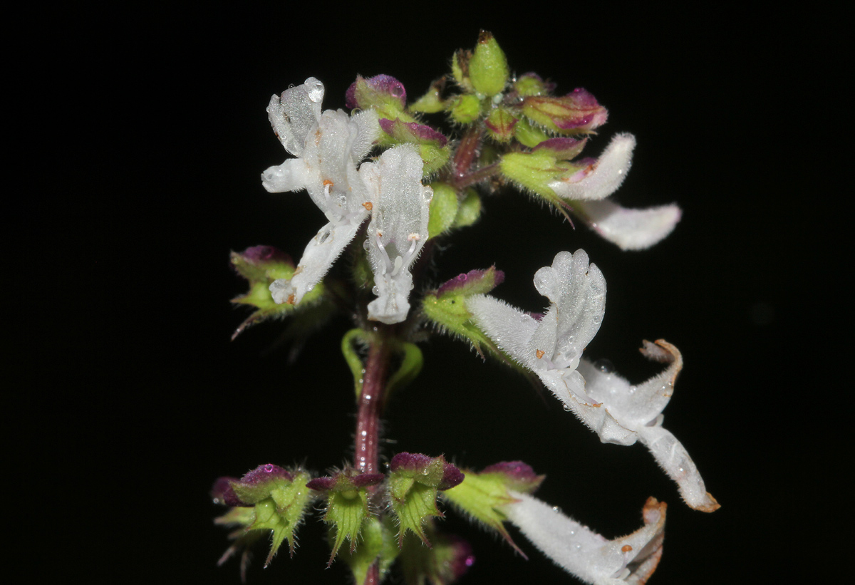 Orthosiphon schimperi Orthosiphon schimperi