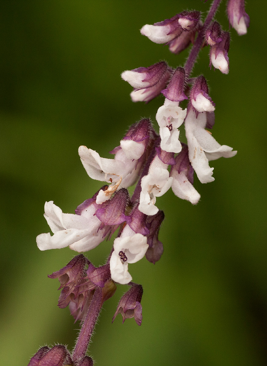 Orthosiphon schimperi Orthosiphon schimperi
