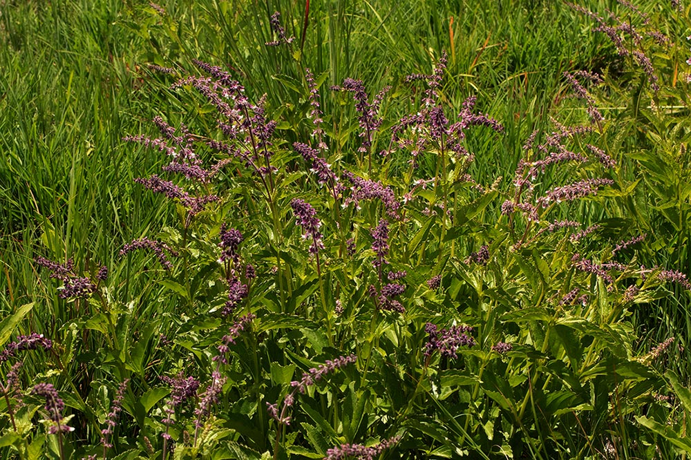 Orthosiphon schimperi Orthosiphon schimperi