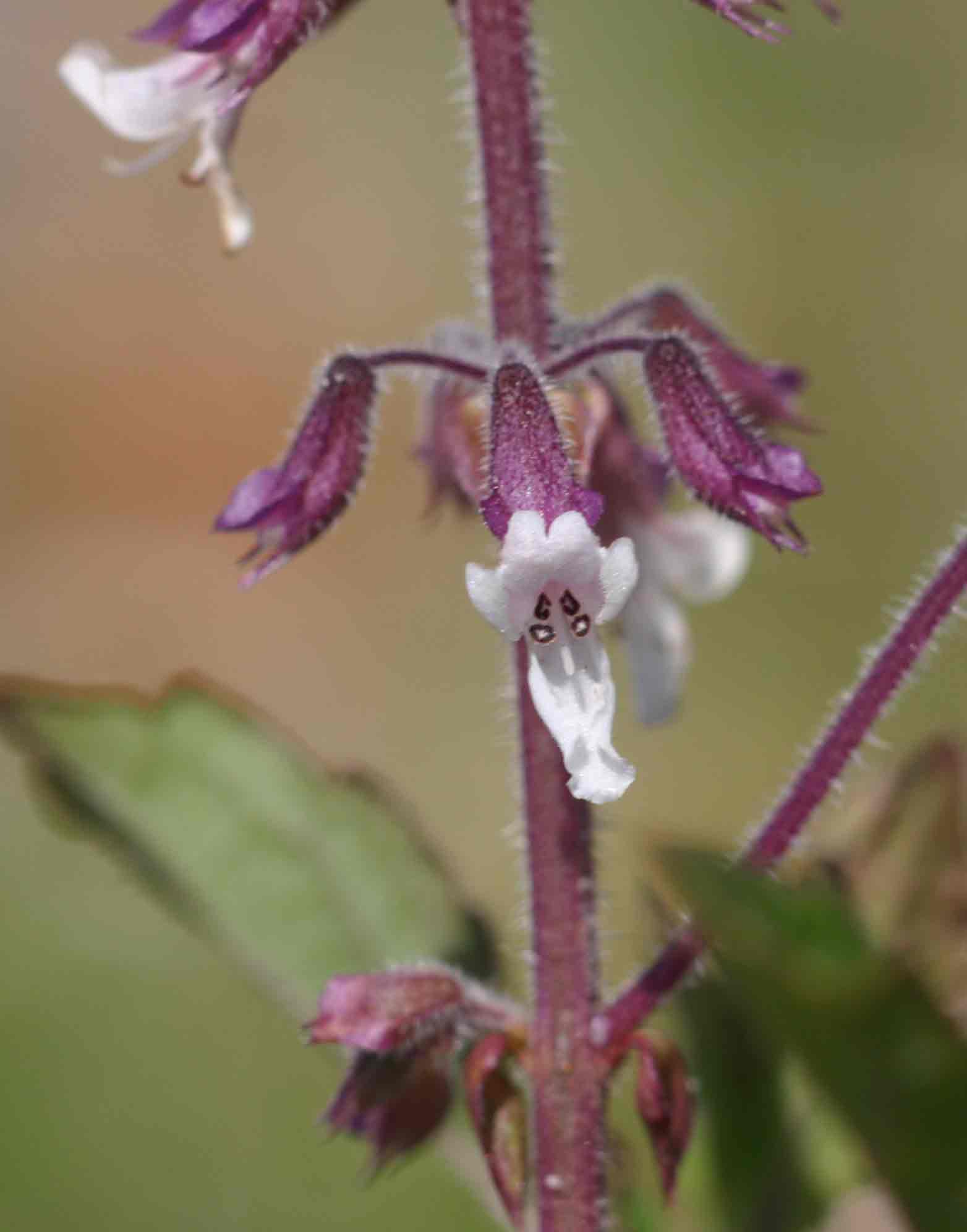 Orthosiphon schimperi Orthosiphon schimperi
