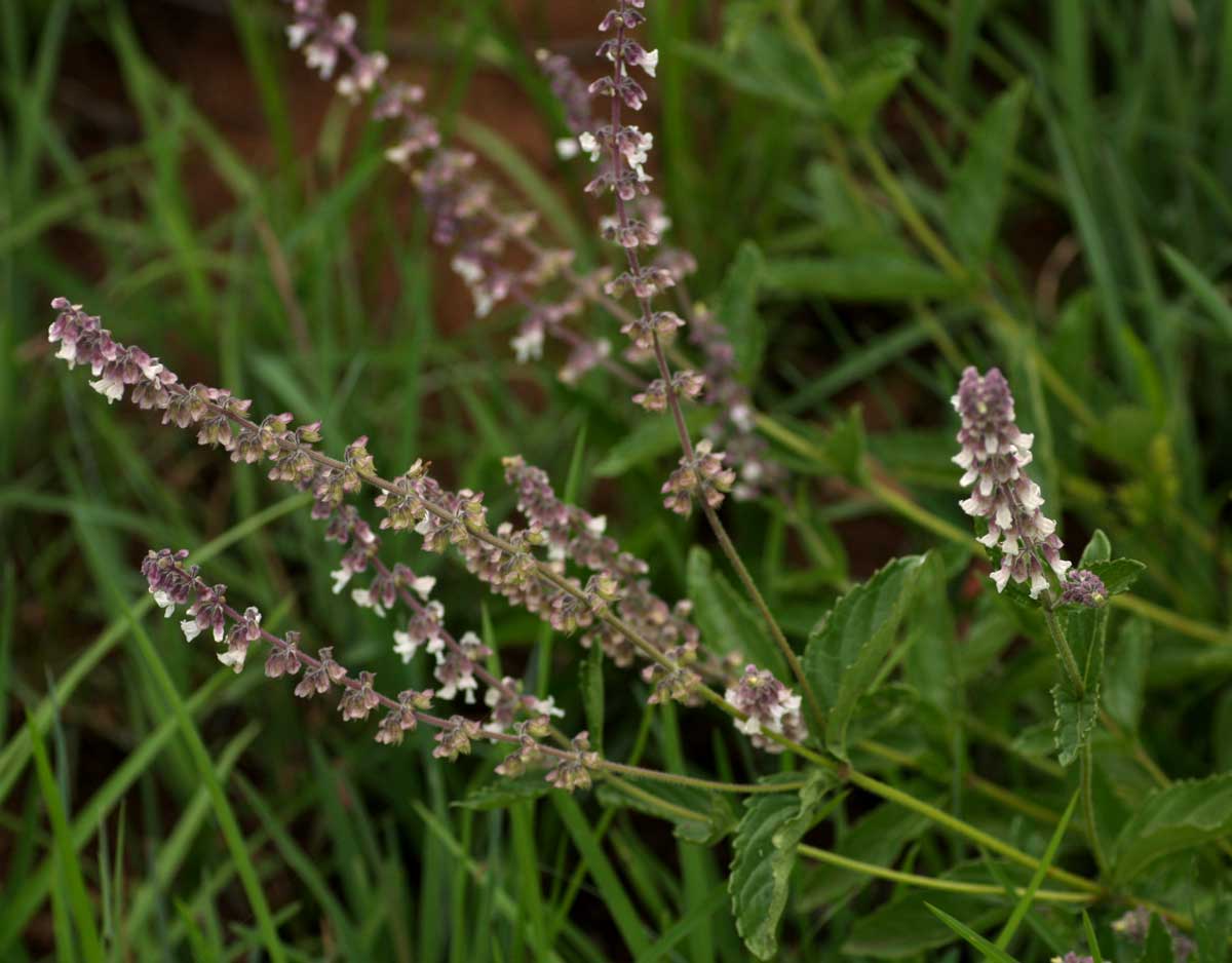 Orthosiphon schimperi Orthosiphon schimperi