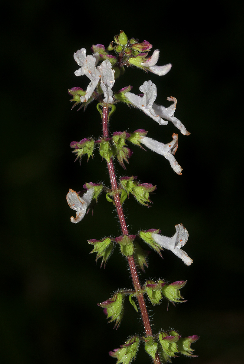 Orthosiphon schimperi Orthosiphon schimperi