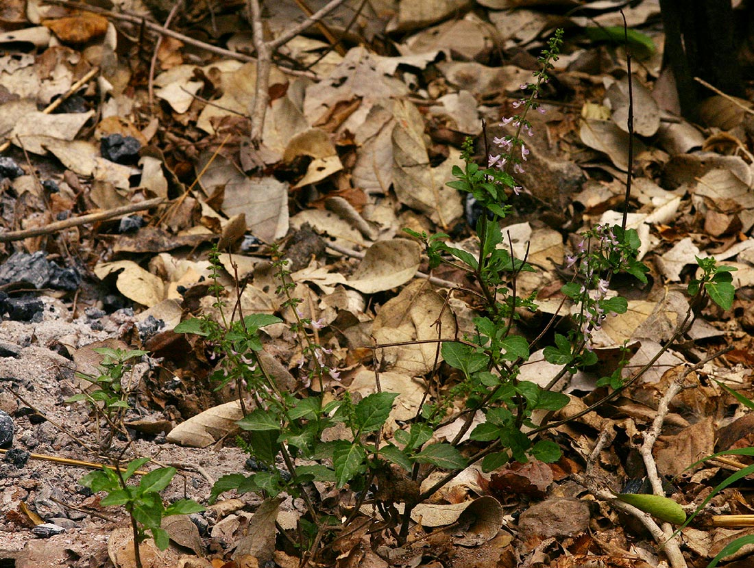 Orthosiphon thymiflorus Orthosiphon thymiflorus