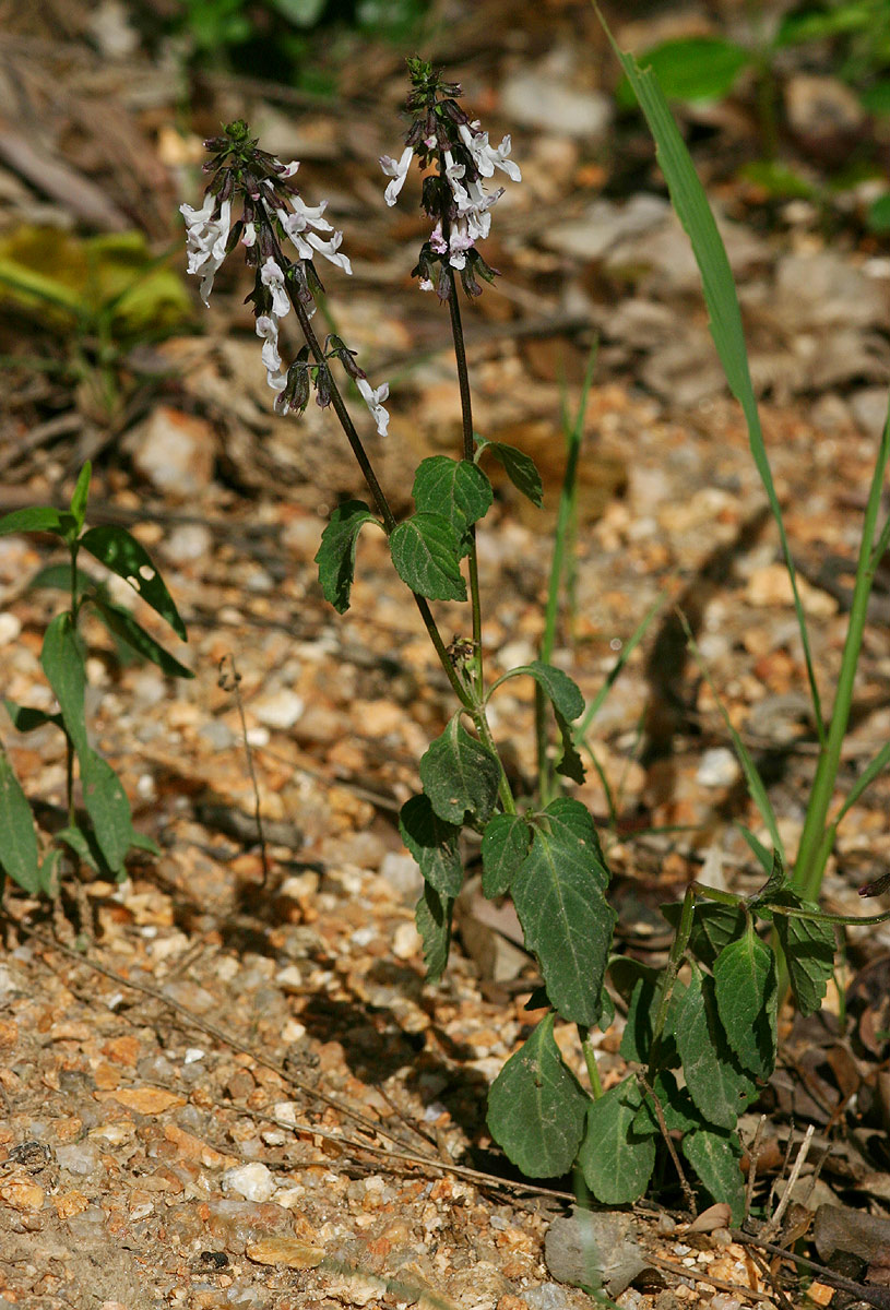 Orthosiphon thymiflorus Orthosiphon thymiflorus