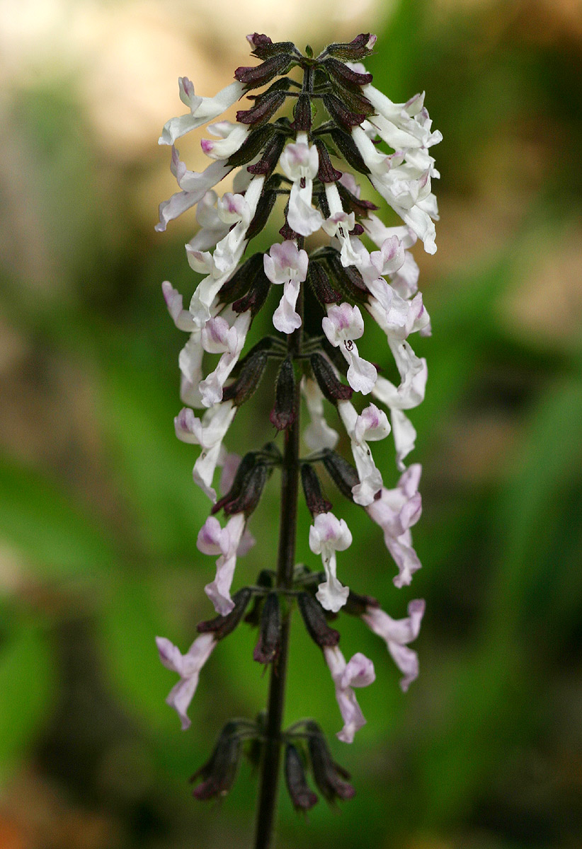 Orthosiphon thymiflorus Orthosiphon thymiflorus