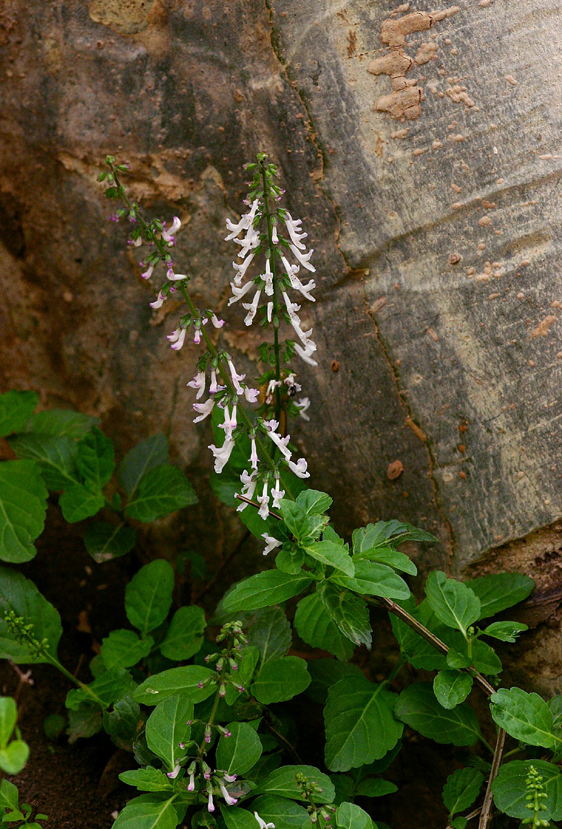 Orthosiphon thymiflorus Orthosiphon thymiflorus