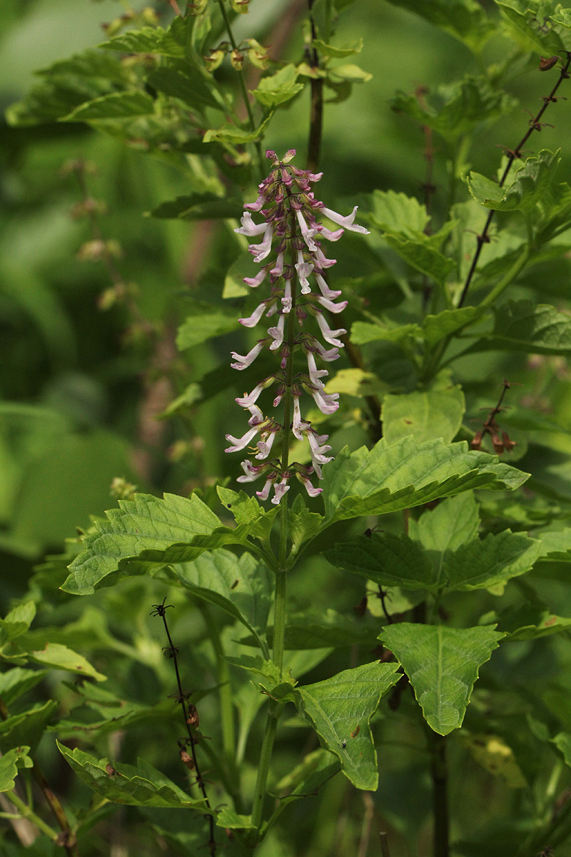 Orthosiphon thymiflorus