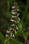 Orthosiphon thymiflorus