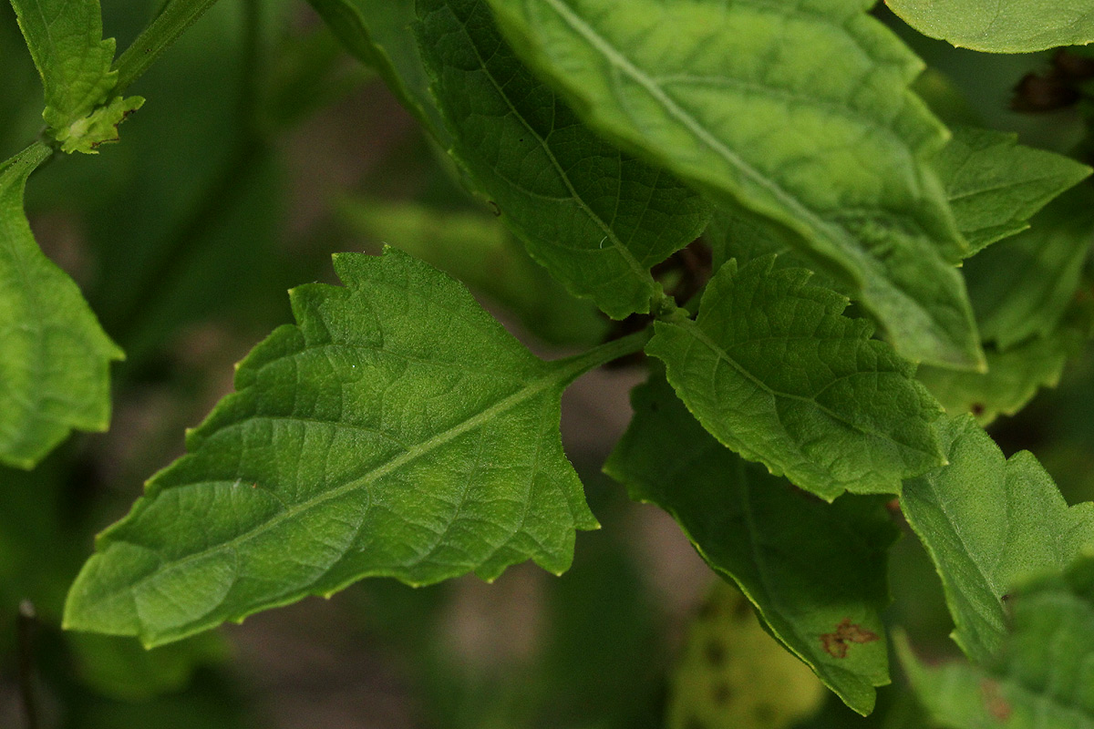 Orthosiphon thymiflorus