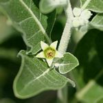 Withania somnifera