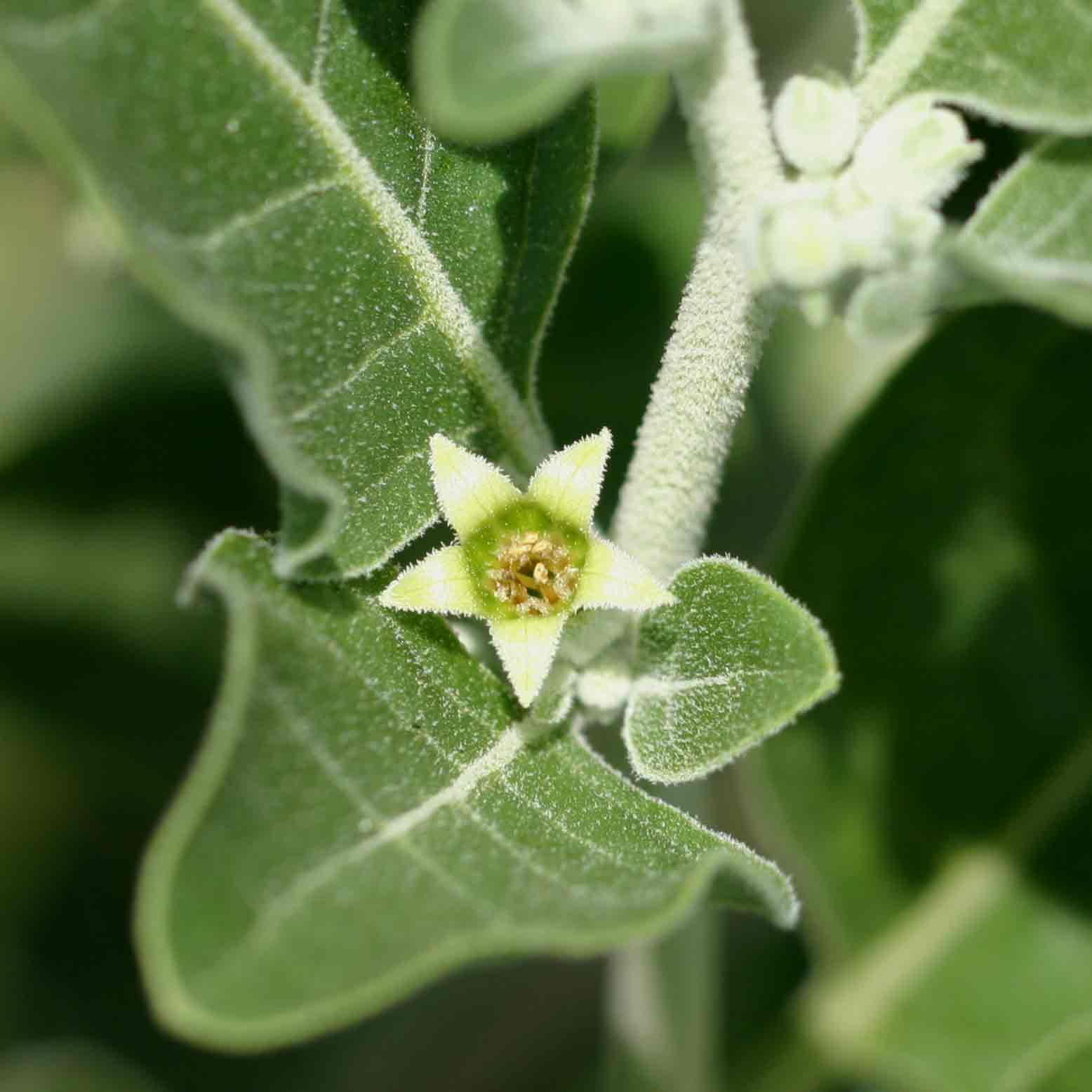Withania somnifera Withania somnifera