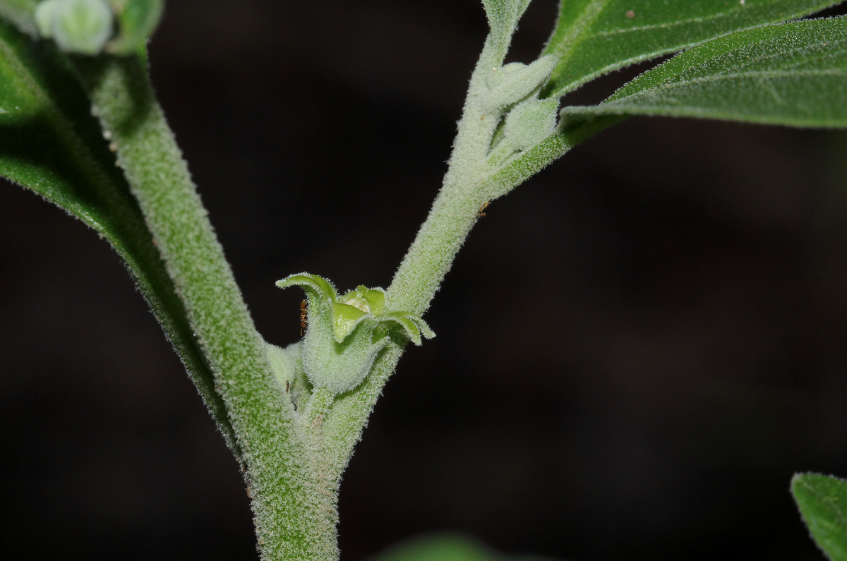 Withania somnifera Withania somnifera