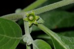 Withania somnifera