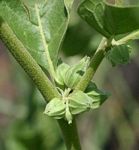 Withania somnifera