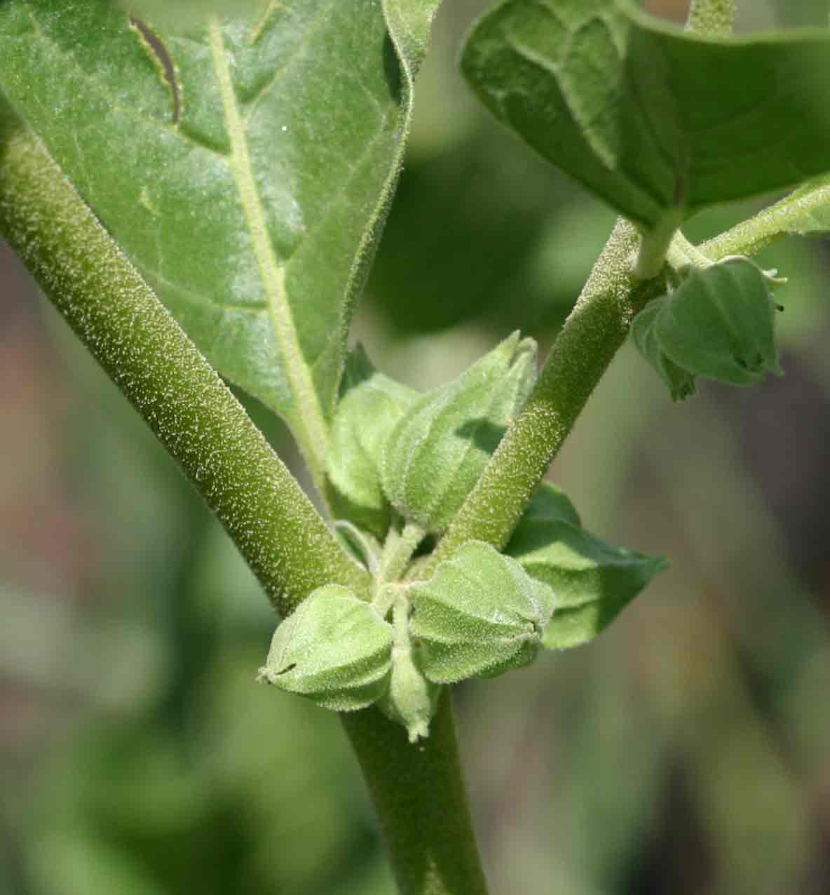 Withania somnifera Withania somnifera